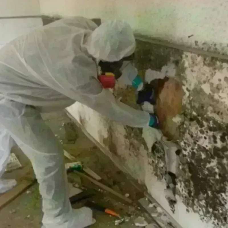 Mold Remediation and Removal in Piperton, TN